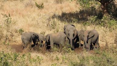非洲大象喝水克鲁格国家公园